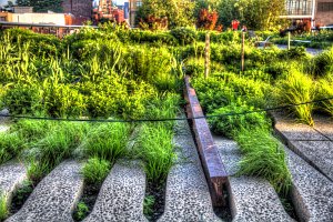High Line - Track and plants